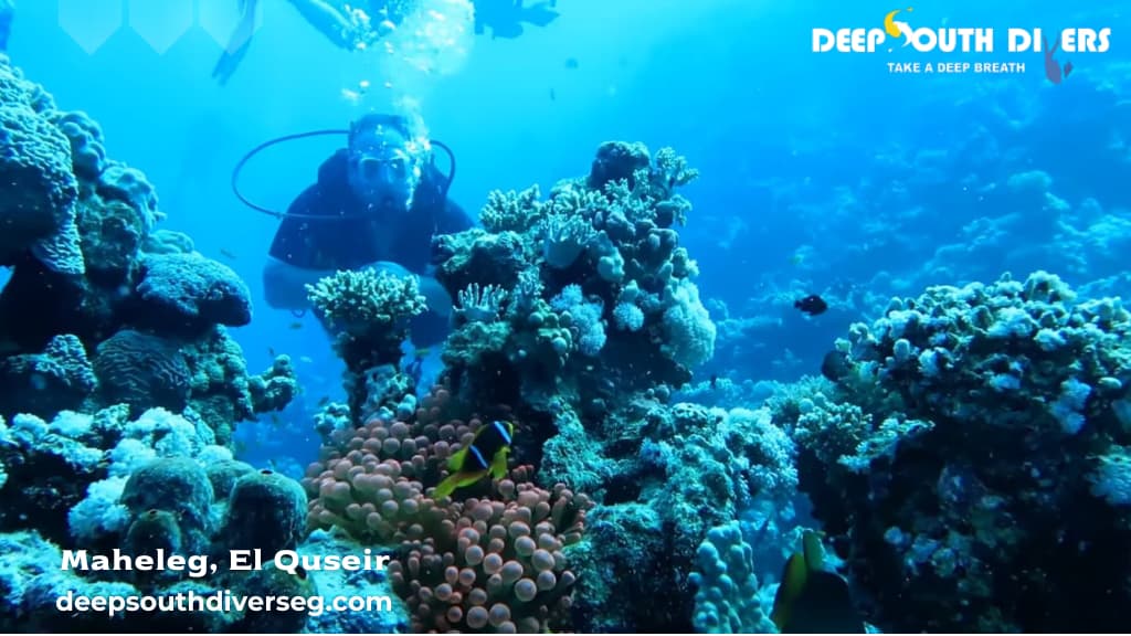 Dive Maheleg in El Quseir