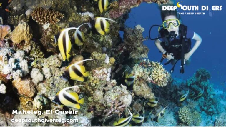 Best Time of Year for Scuba Diving in Marsa Alam