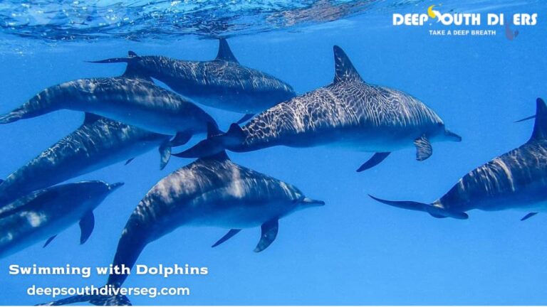 How to Choose the Best Diving Center in Marsa Alam