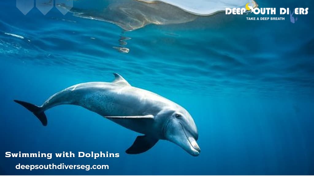 Swimming with Dolphins in Marsa Alam