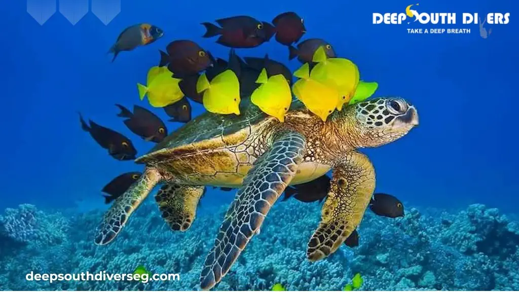 Why El Quseir is Egypt's Hidden Gem for Diving Holidays