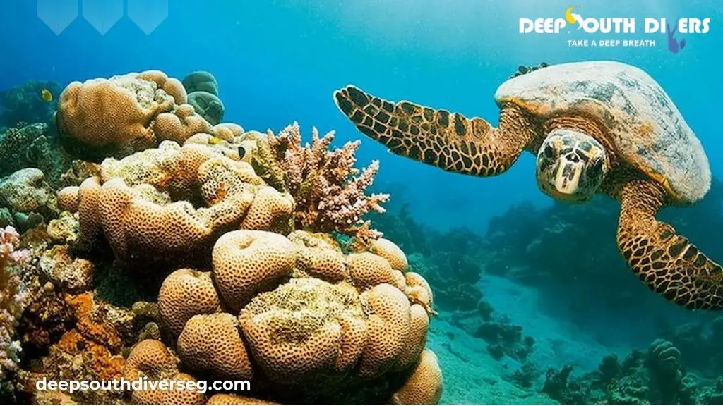 Why El Quseir is Egypt's Hidden Gem for Diving Holidays