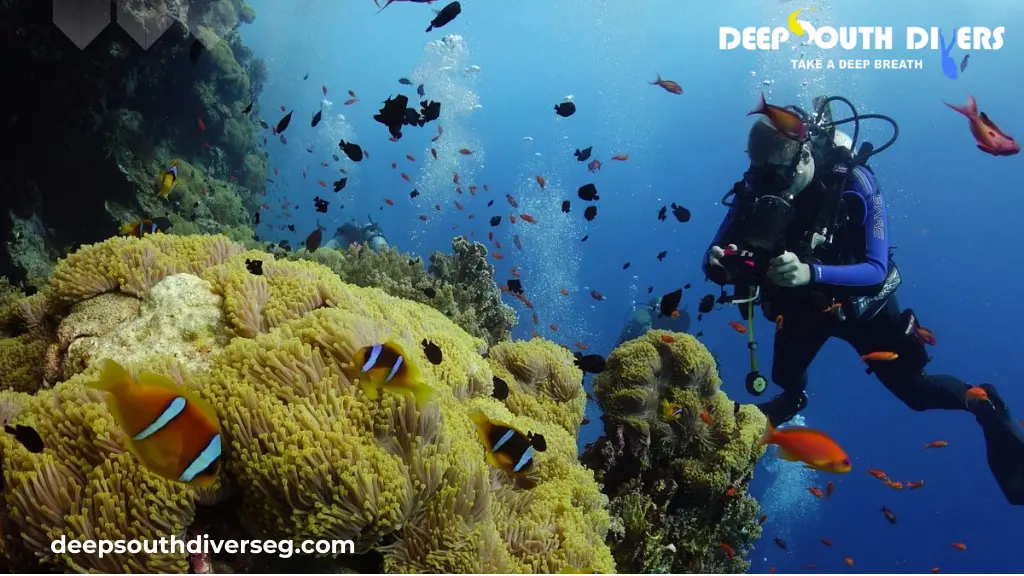 Daedalus Reef : The Complete Diving Guide to the Red Sea’s Legendary Offshore Shark Sanctuary
