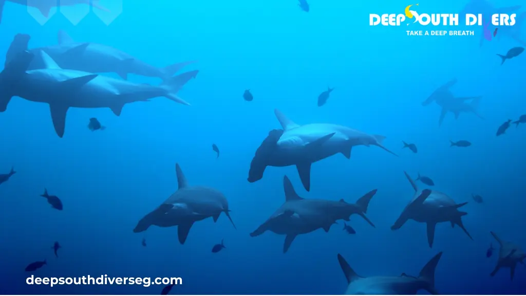 Daedalus Reef