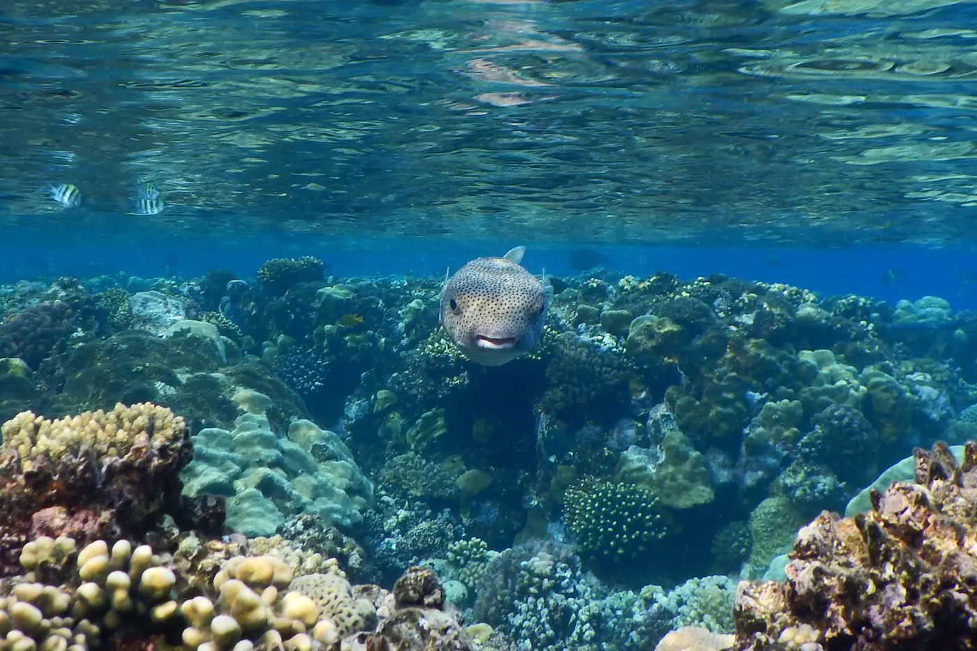 Snorkeling Marsa Alam