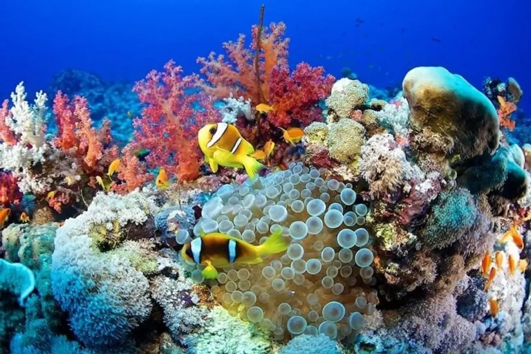Snorkeling Marsa Alam: The Complete Guide to the Red Sea’s Best Reefs, Turtles & Dolphins (Draft hu)