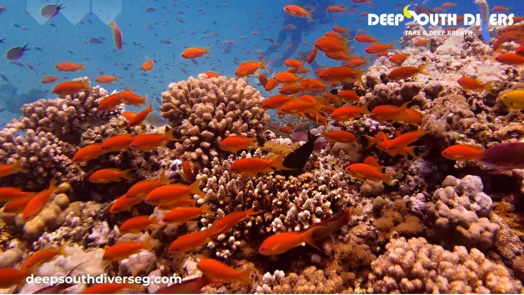 The Coral Reef Red Sea