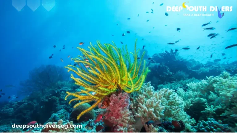 The Coral Reef Red Sea Guide: Wonders, Wildlife and Survival