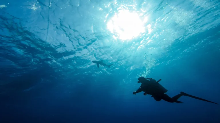Elphinstone Reef