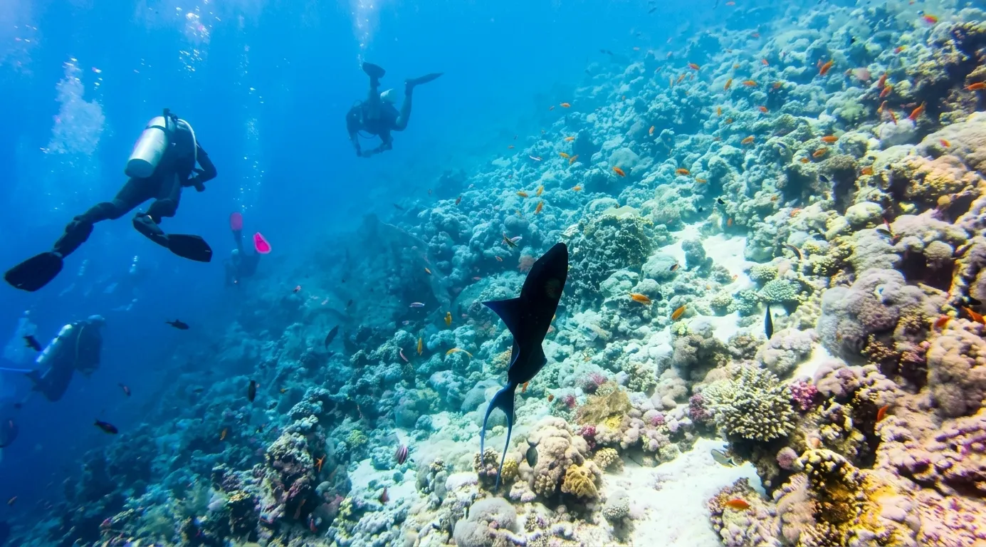 Jackson Reef Egypt dive site