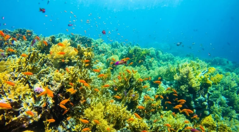 Jackson Reef, Egypt: The Complete Dive Site Guide to Tiran's Crown Jewel