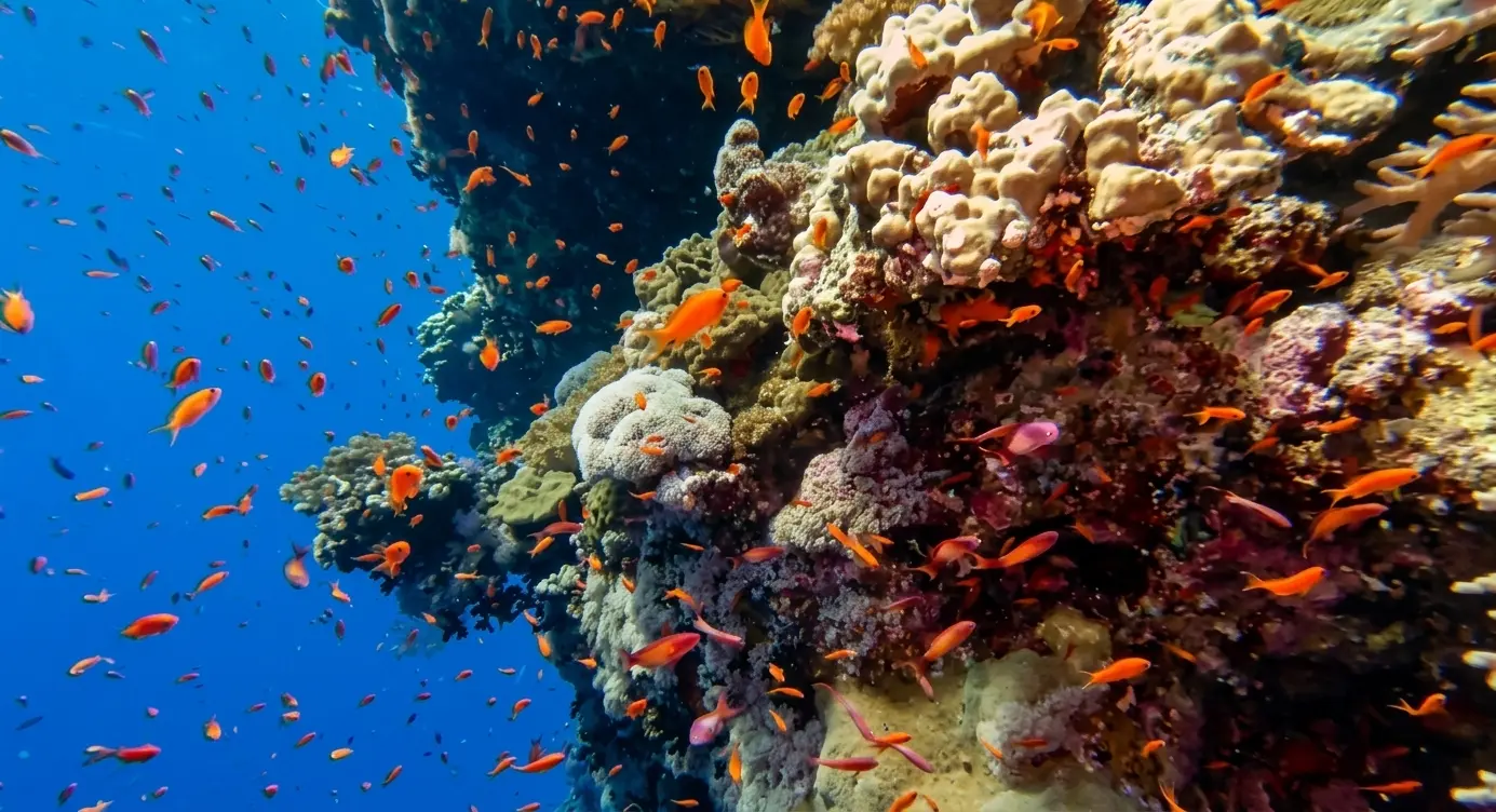Rocky Island Egypt