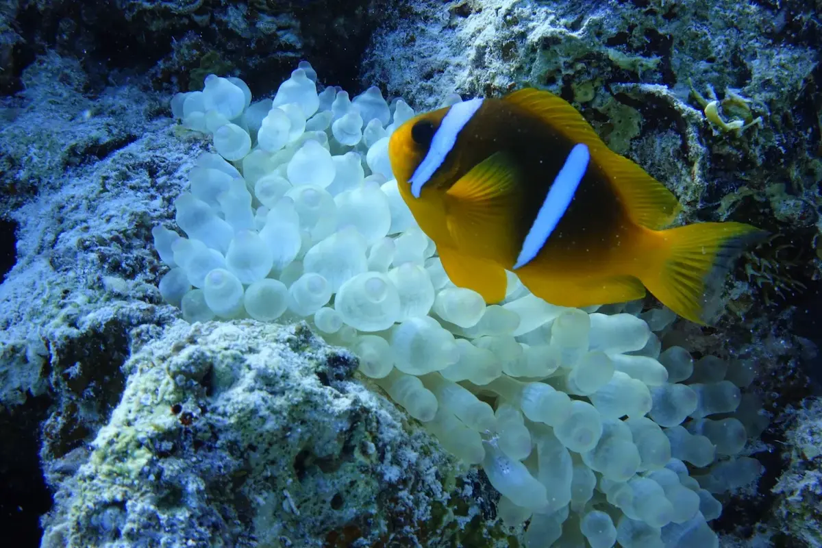 Sataya Reef (Casa dei Delfini)