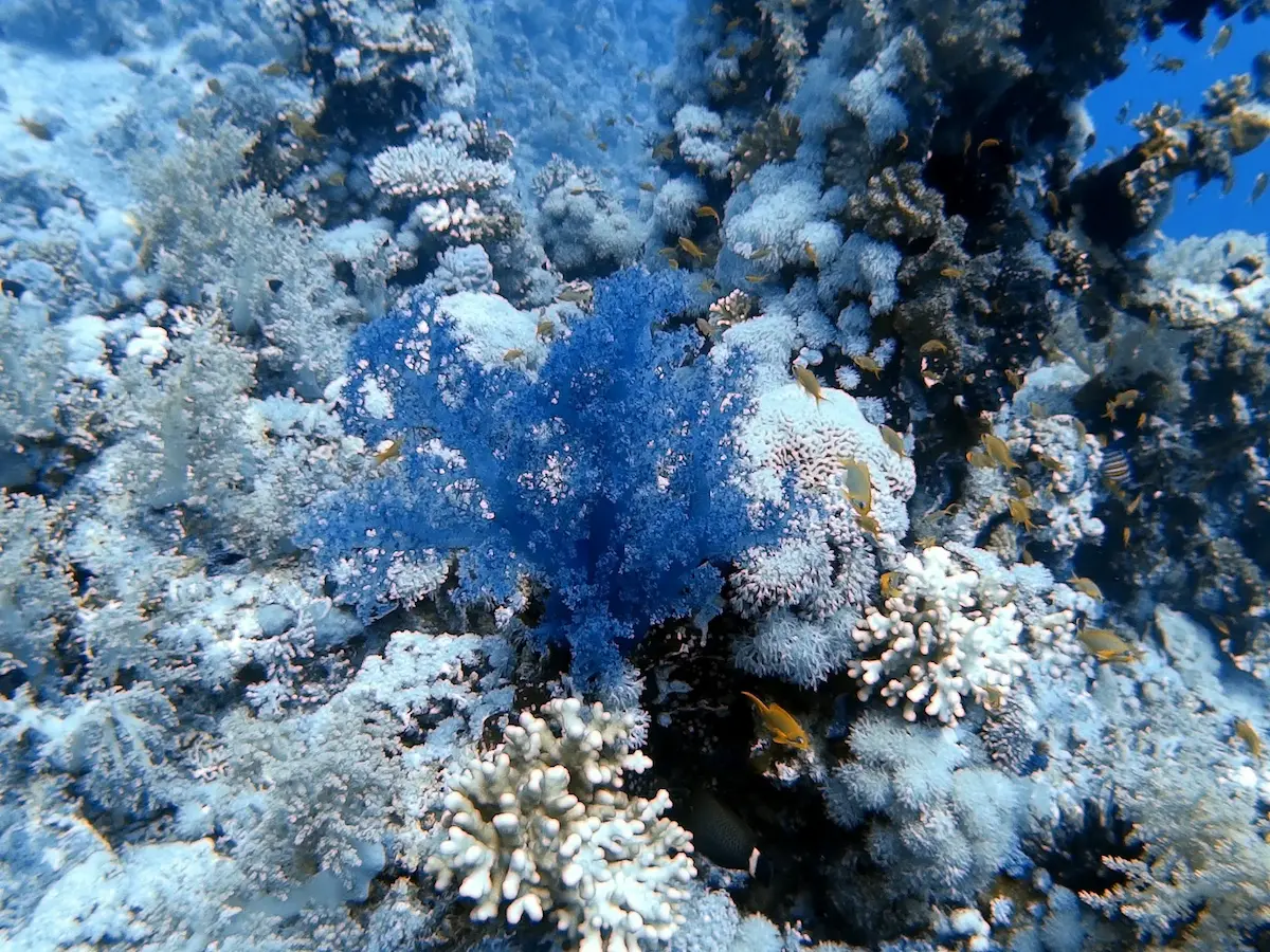 Shaab Maksour: The Complete Guide to the Fury Shoal’s Elphinstone-Style Wall Dive