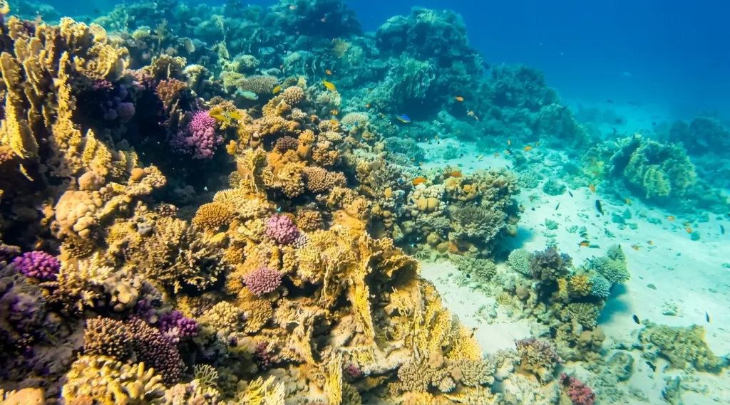 Woodhouse Reef Egypt Diving