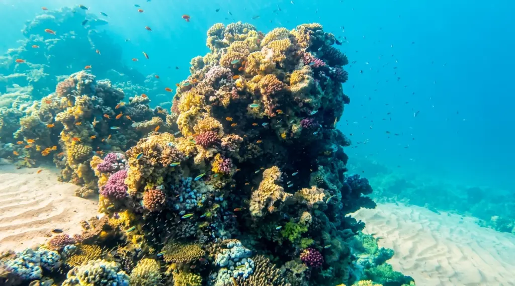Woodhouse Reef Egypt Diving: The Complete Guide to Tiran’s Longest Drift Wall