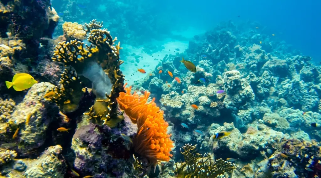 Woodhouse Reef Egypt Diving