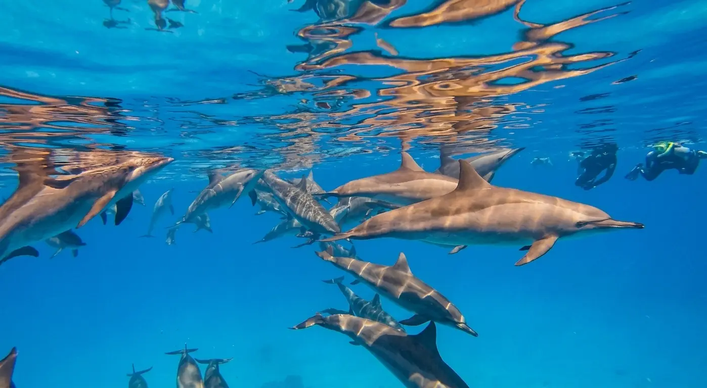 Zabargad Island Diving
